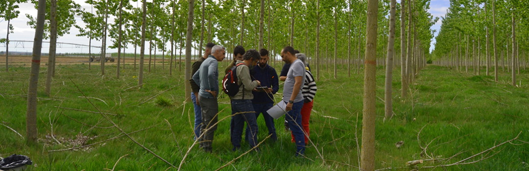 Definido el diseño del muestreo en parcelas de…