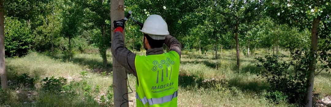 chopo con calidad industrial de la madera