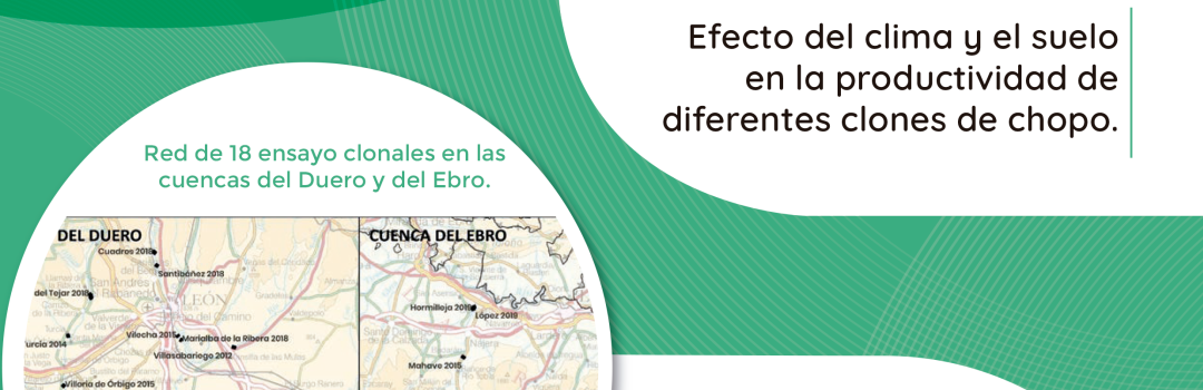 El futuro del chopo: ¿Qué clones garantizan mayor…
