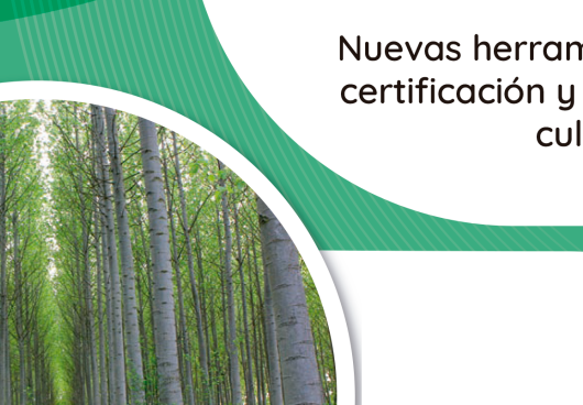 Impulso a la gestión sostenible de choperas en Castilla y León: certificación y replantación para un futuro sostenible